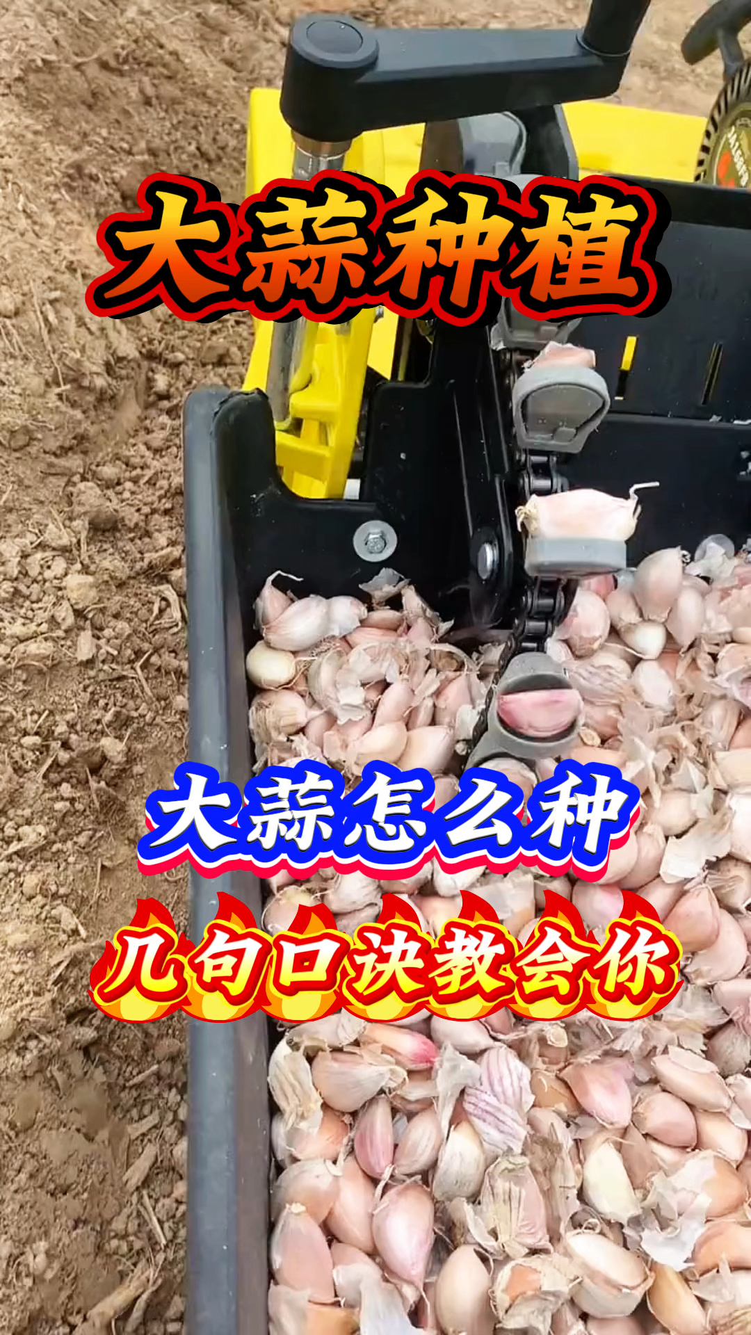 大蒜种植 大蒜怎么种 几句口诀教会你