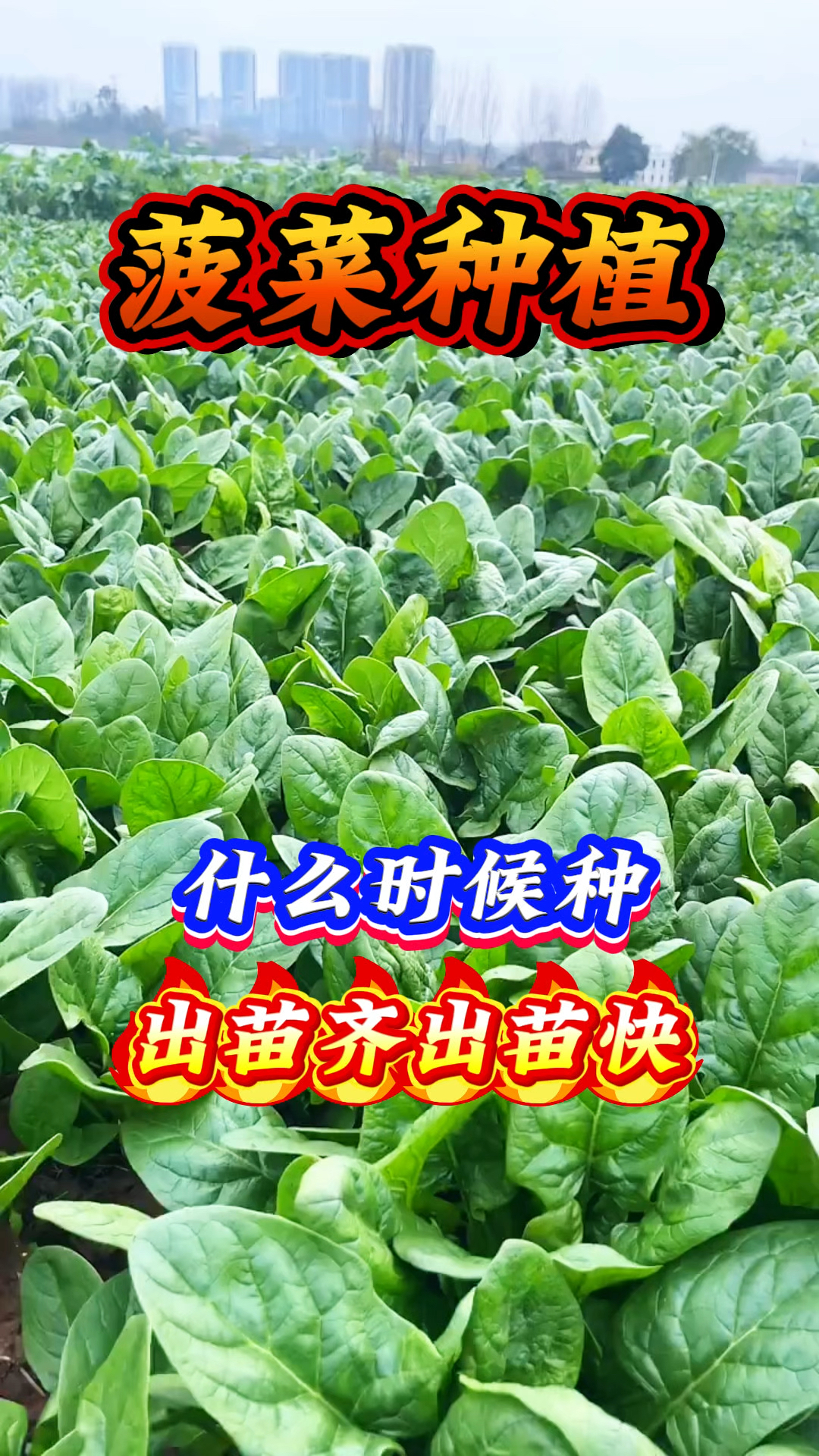 菠菜种植 什么时候种 出苗齐出苗快