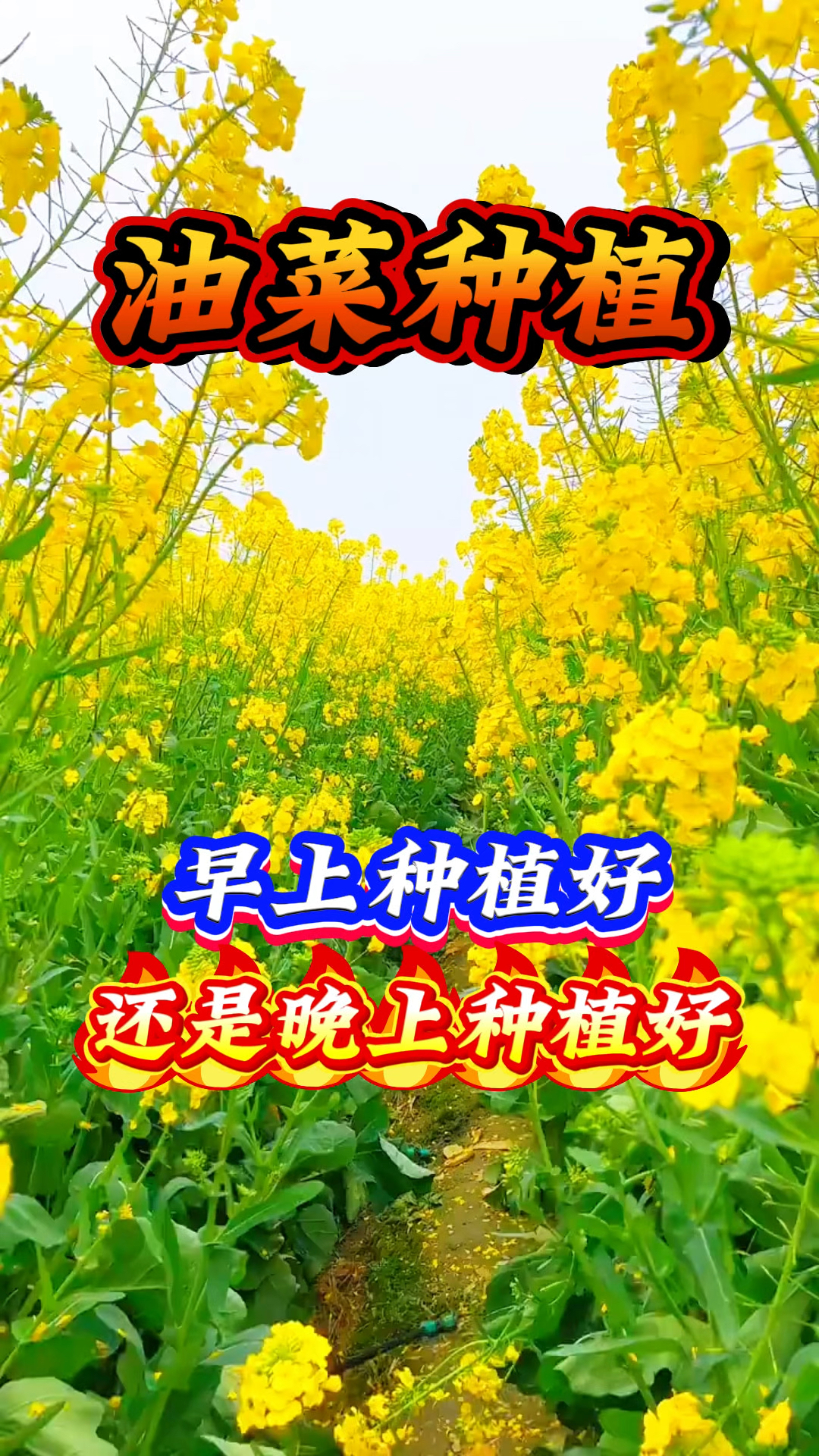 油菜种植 早上种植好 还是晚上种植好