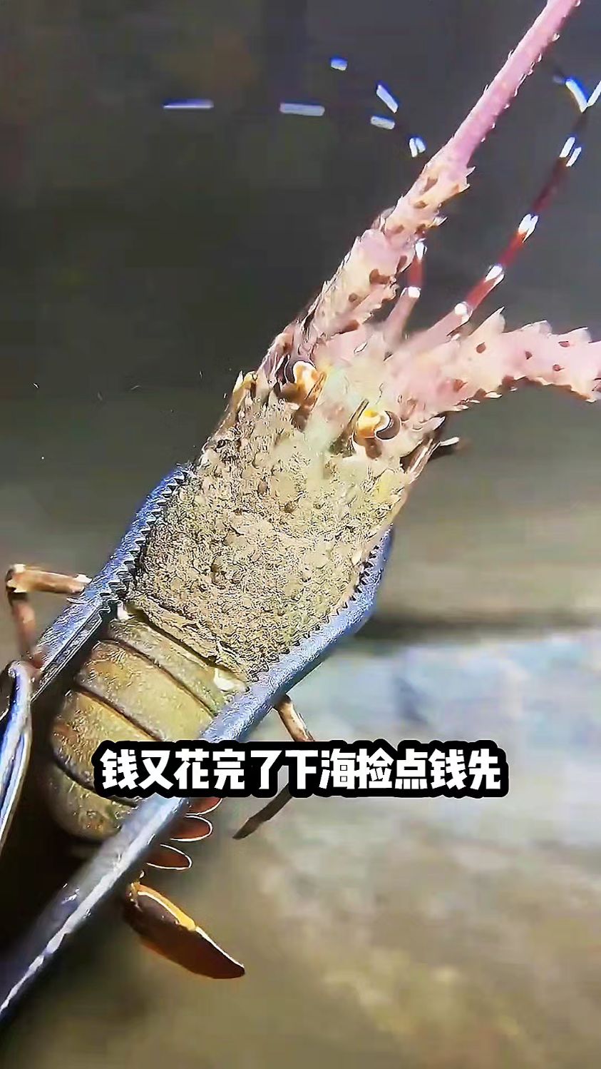 下海赶海抓鱼抓龙虾收获满满海洋生物