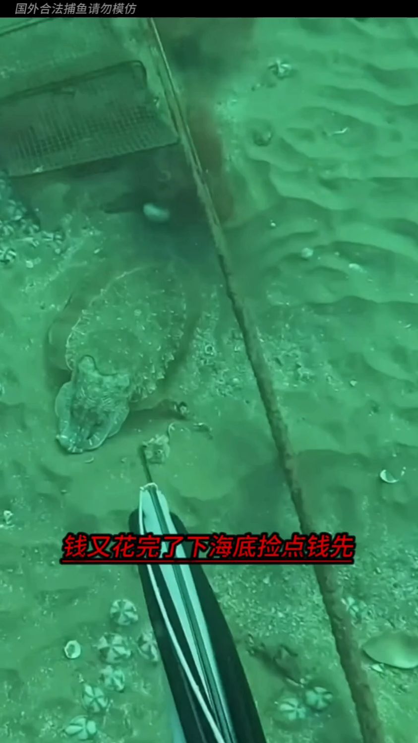 下海潜水抓鱼抓到两条大鳗鱼