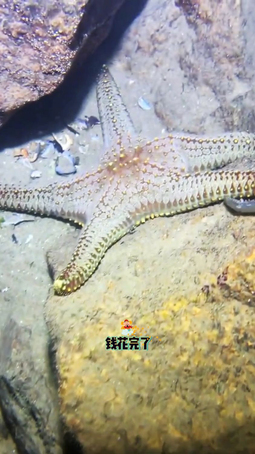 又下海潜水抓鱼捡螺收获不错#海底世界揭秘 #神秘海洋生物