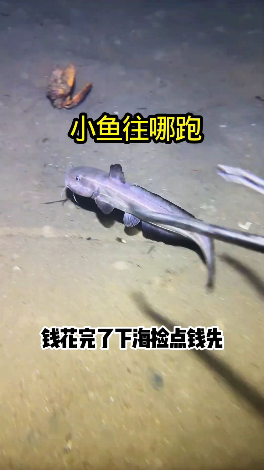 渔民海底赶海抓海鲜日常#赶海 #渔民日常