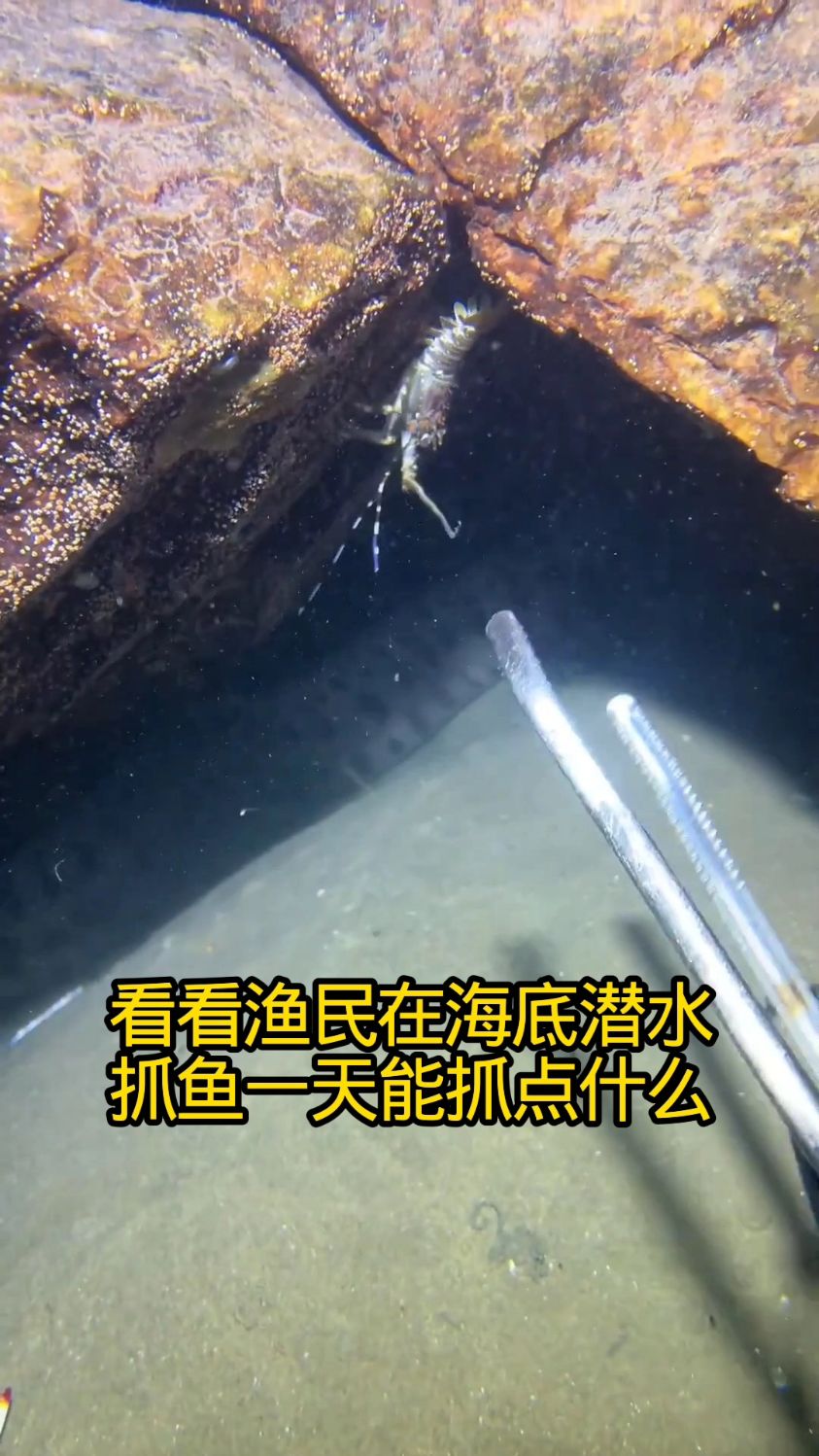 渔民海底潜水抓鱼,一天能收获啥? #抓鱼 #抓鱼的快乐 #分享