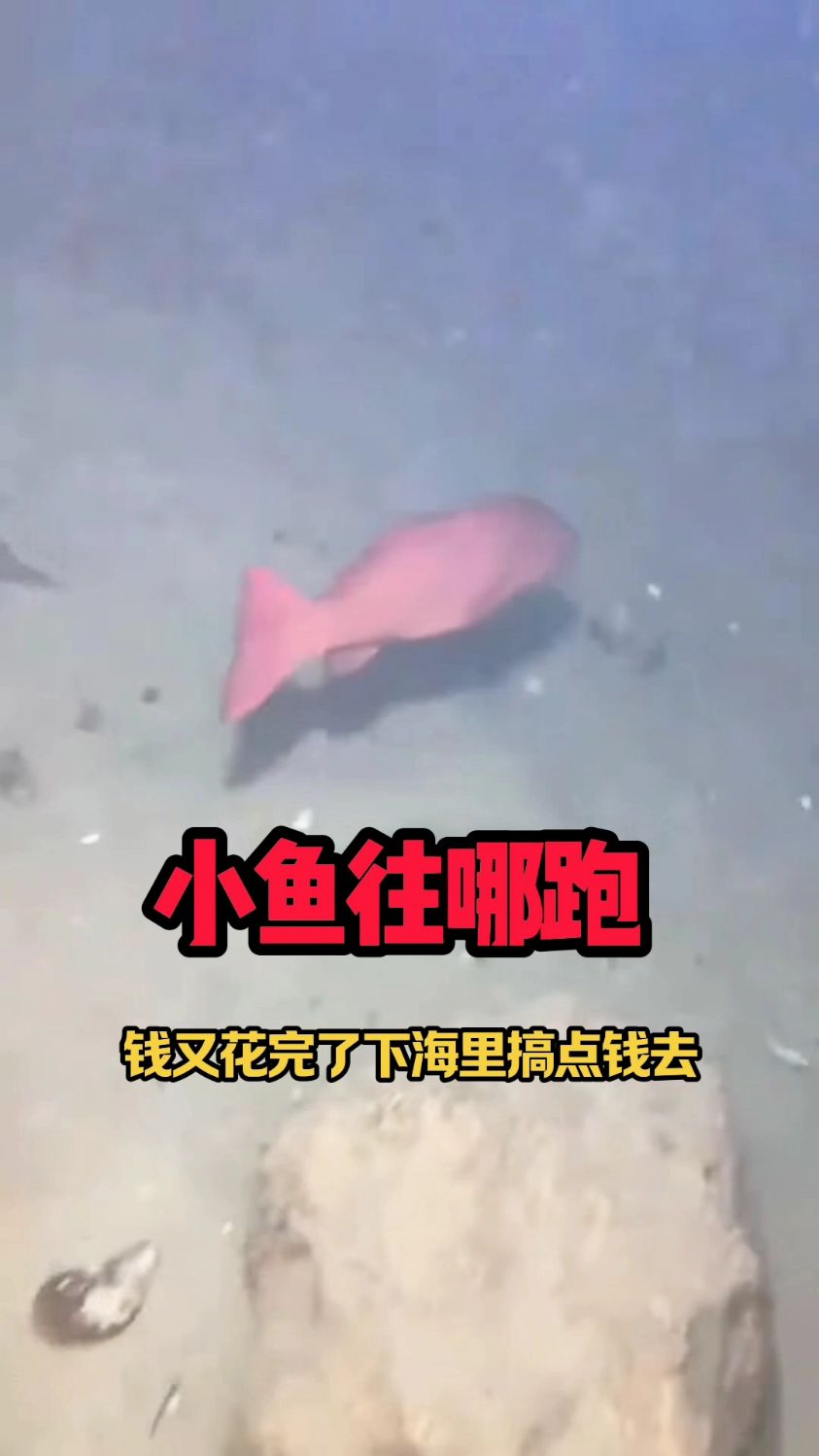 赶海之钱花完下海搞钱啦,小鱼你往哪跑 #捉鱼 #一只鱼 #娱乐一下