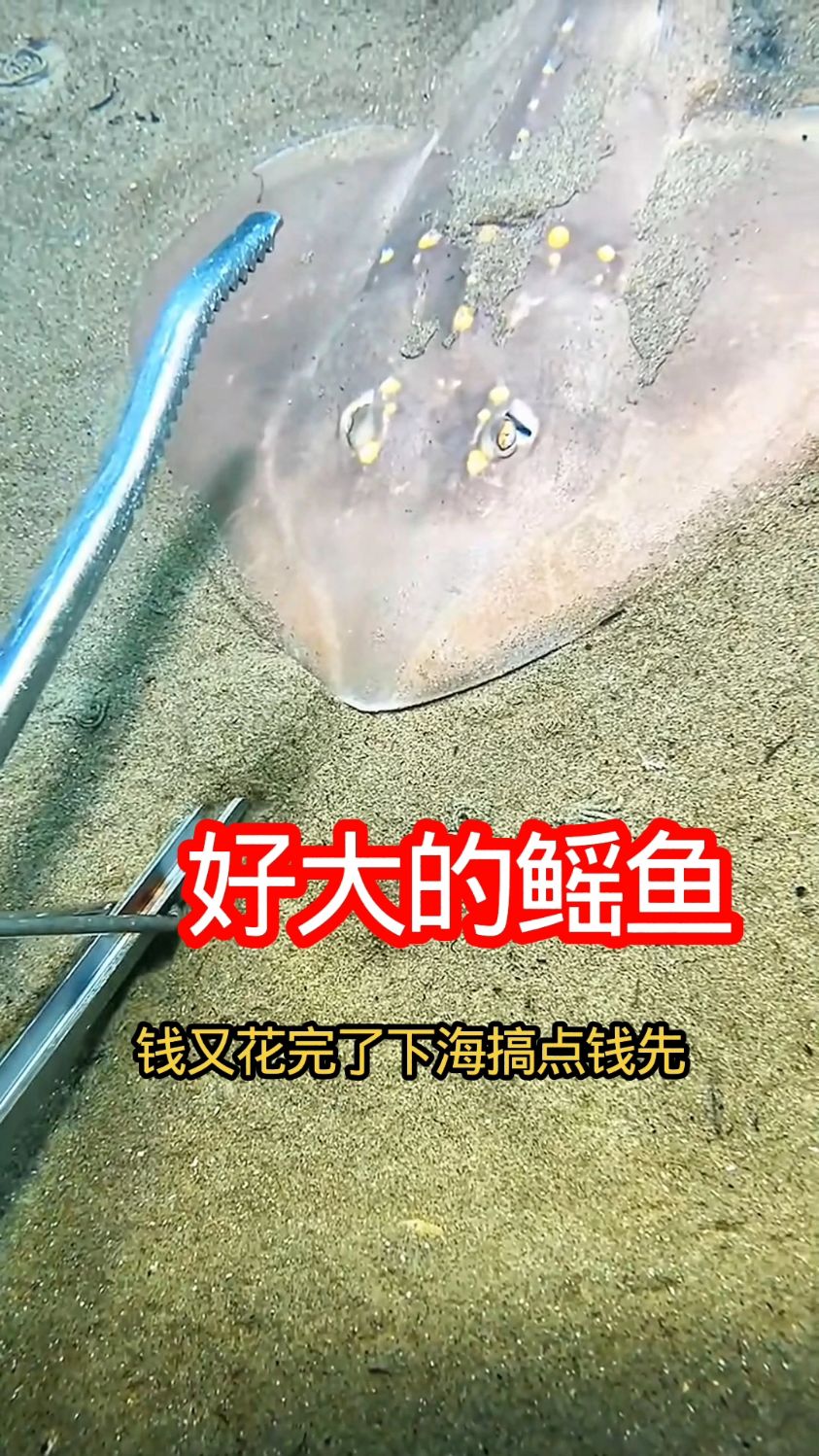 钱花完了!下海抓条大鳐鱼搞钱咯 海边 抓鱼 分享有趣的视频 赶海