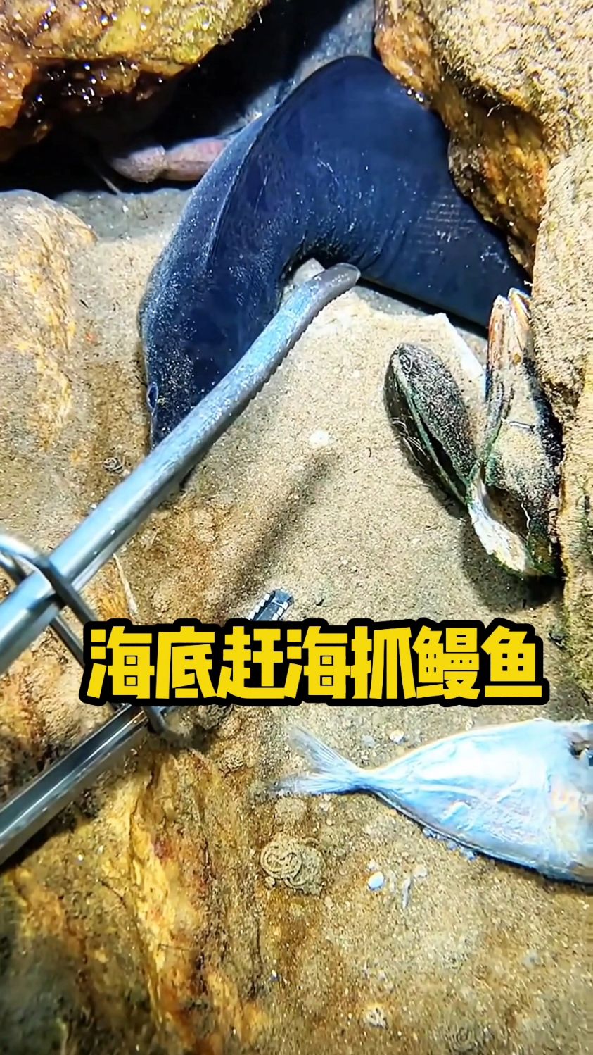 海底赶海抓鳗鱼,刺激到心跳加速! #快来赶海吧 #抓鱼 #海鲜