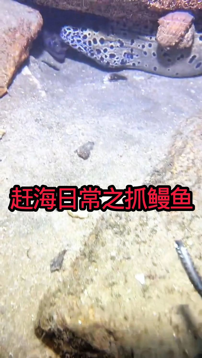 赶海日常之抓鳗鱼,这画面太绝了! #赶海 #抓鱼 #短视频 #精彩的