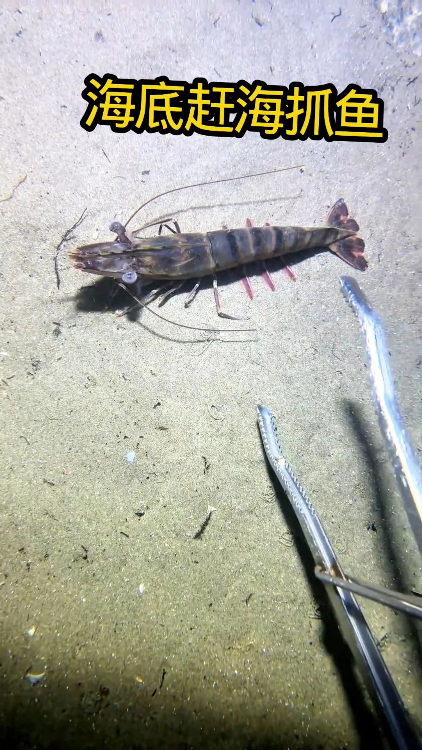海底赶海抓鱼奇遇,这收获也太绝了! #赶海 #抓鱼 #海鲜
