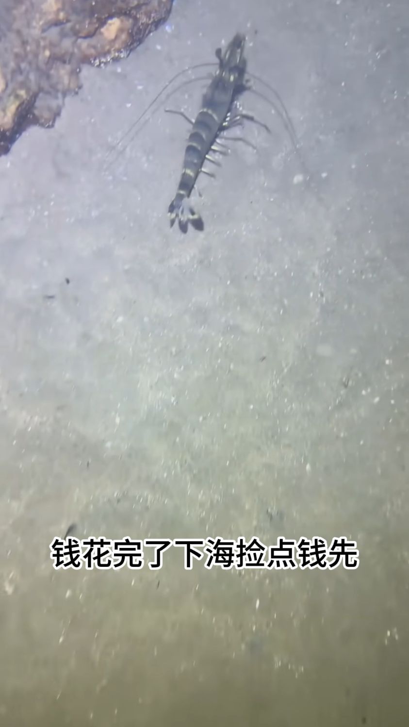 渔民海底赶海下海就遇见一生之敌这可忍不了一点 #捕鱼 #渔民日常