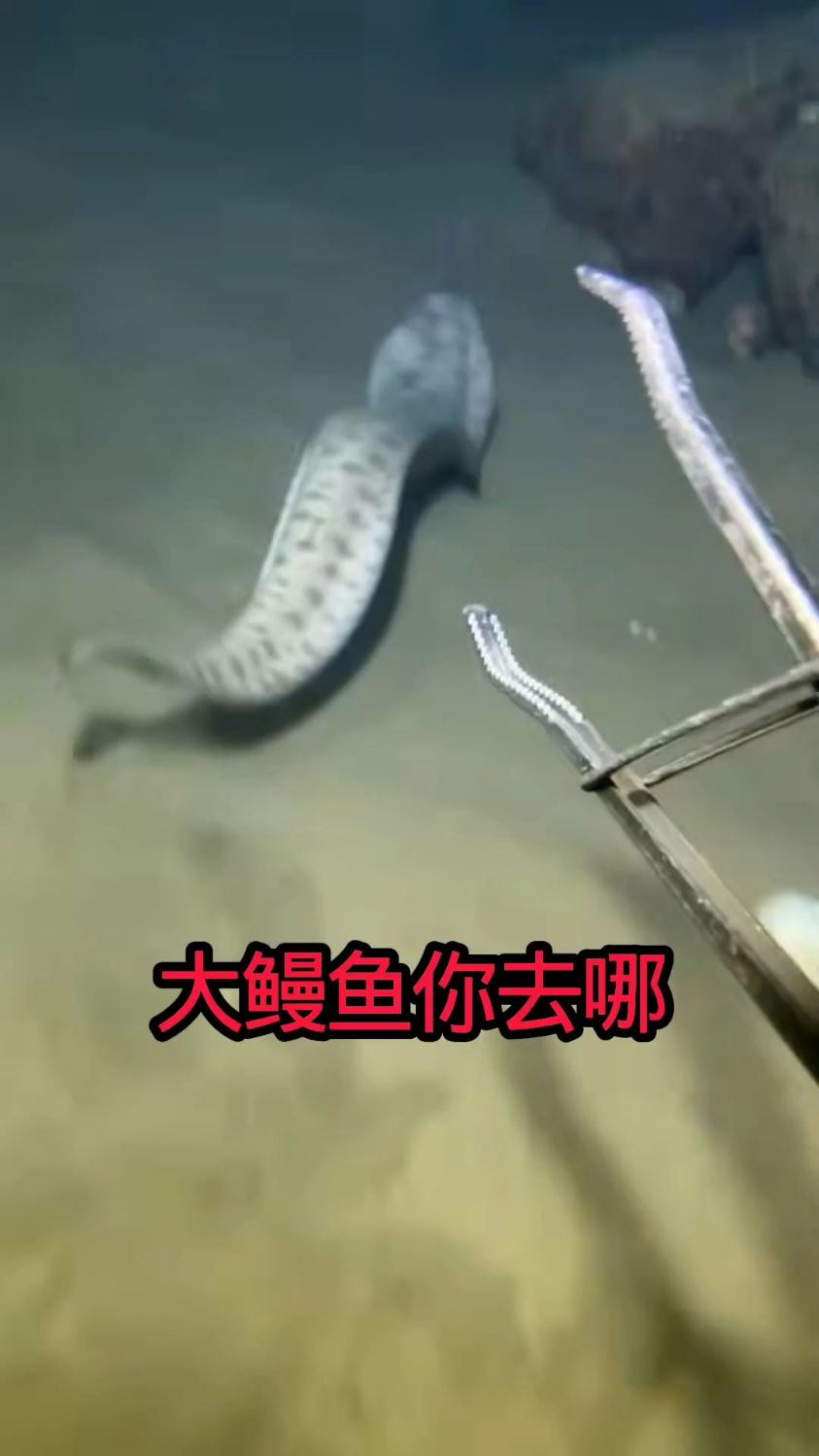 大鳗鱼你去哪快回来呀 # #渔民生活 #分享有趣的视频 #捕鱼