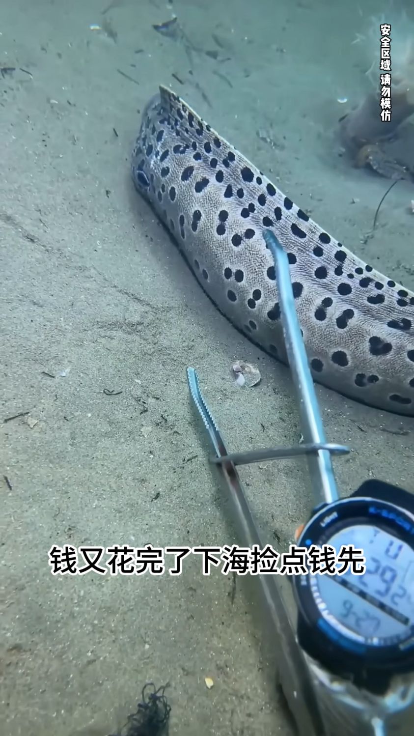 渔民海底赶海捞出这只大龙虾也太惊喜了之下海就遇见鳗鱼忍不#赶海