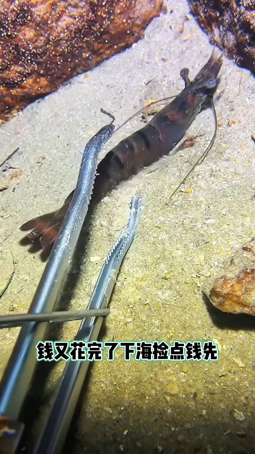 海底赶海下海就遇见一生之敌竟然还被挑战了一下 #渔民生活 #捕鱼