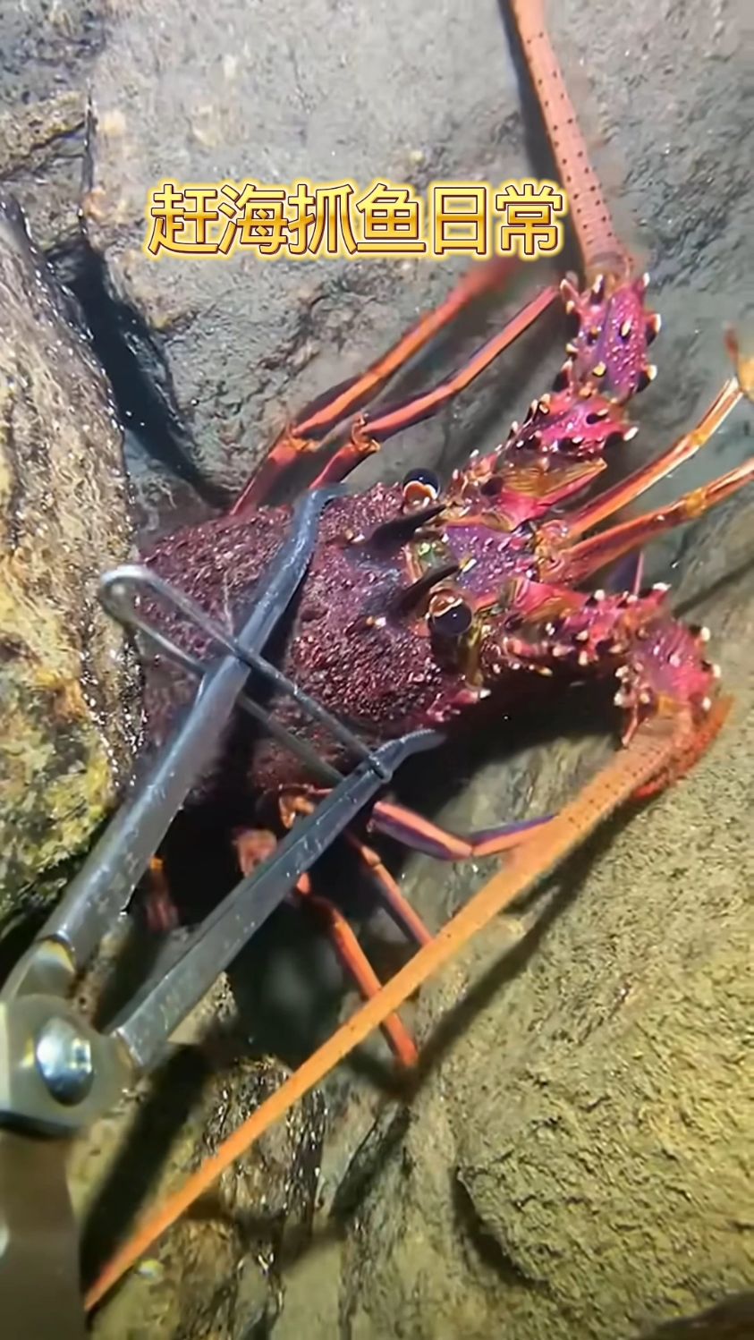 赶海抓到这超美龙虾！ #赶海 #海鲜 #虾 #捕鱼