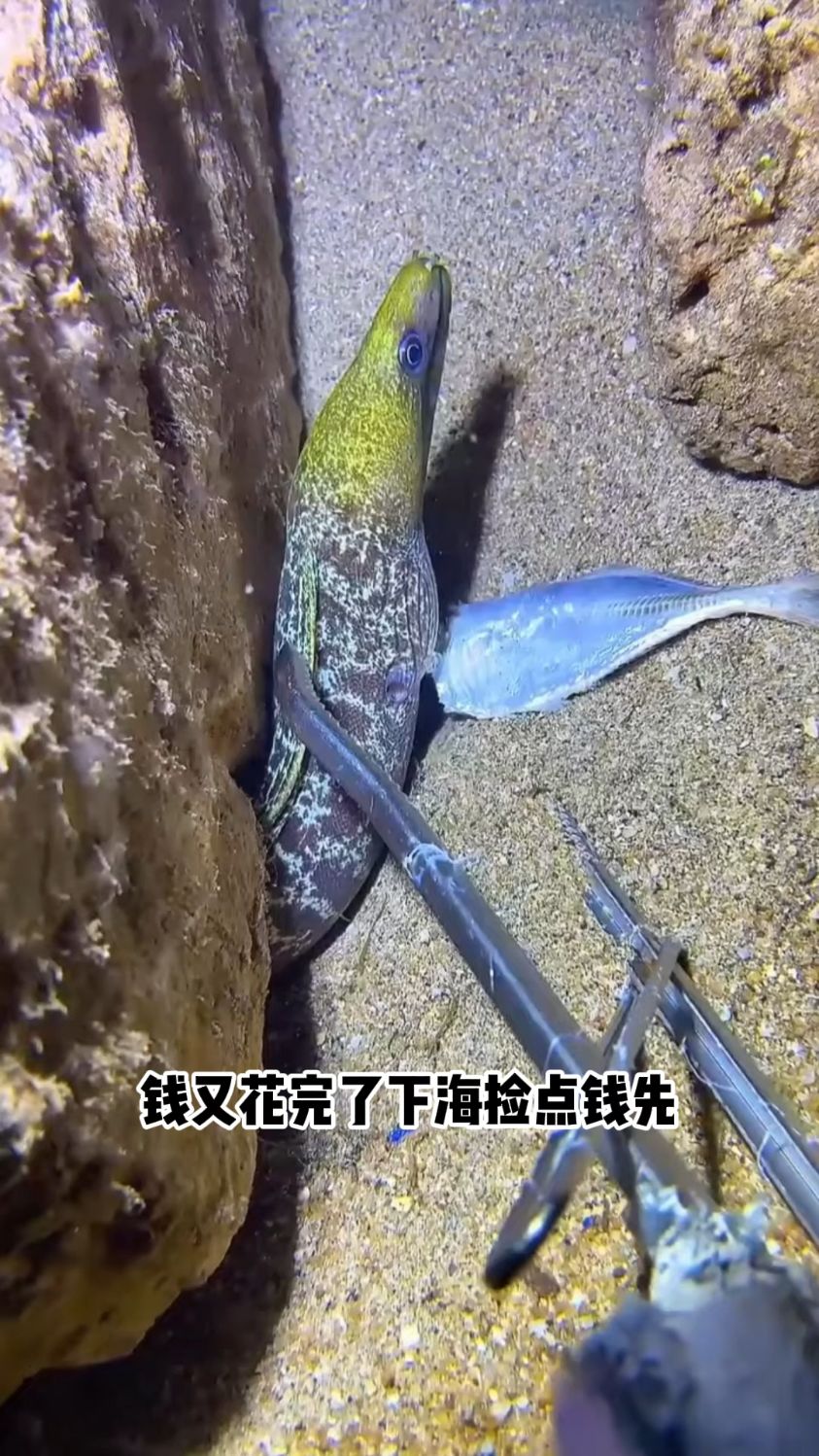 家人们又来海底赶海了鳗鱼、鳐鱼、大龙虾通通拿下#赶海#渔民日常