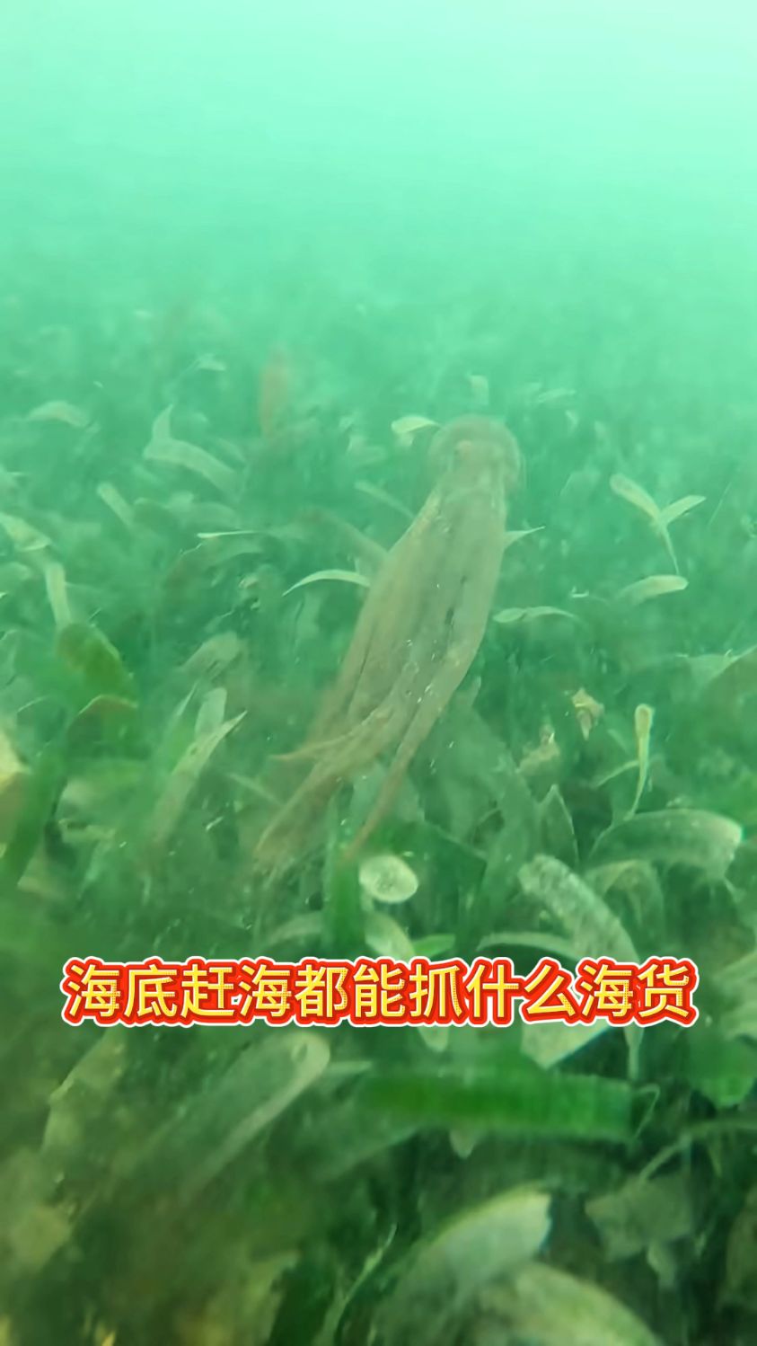 渔民海底赶海都能抓到什么海货一出手就抓到墨鱼太给力了#赶海