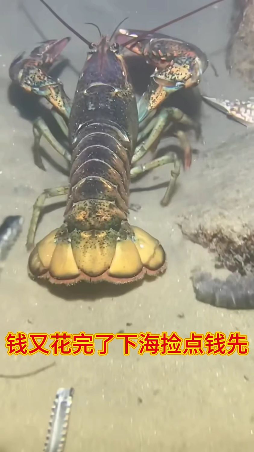 海底赶海遇见大龙虾忍不了一点直接上手抓了 #赶海 #真实户外