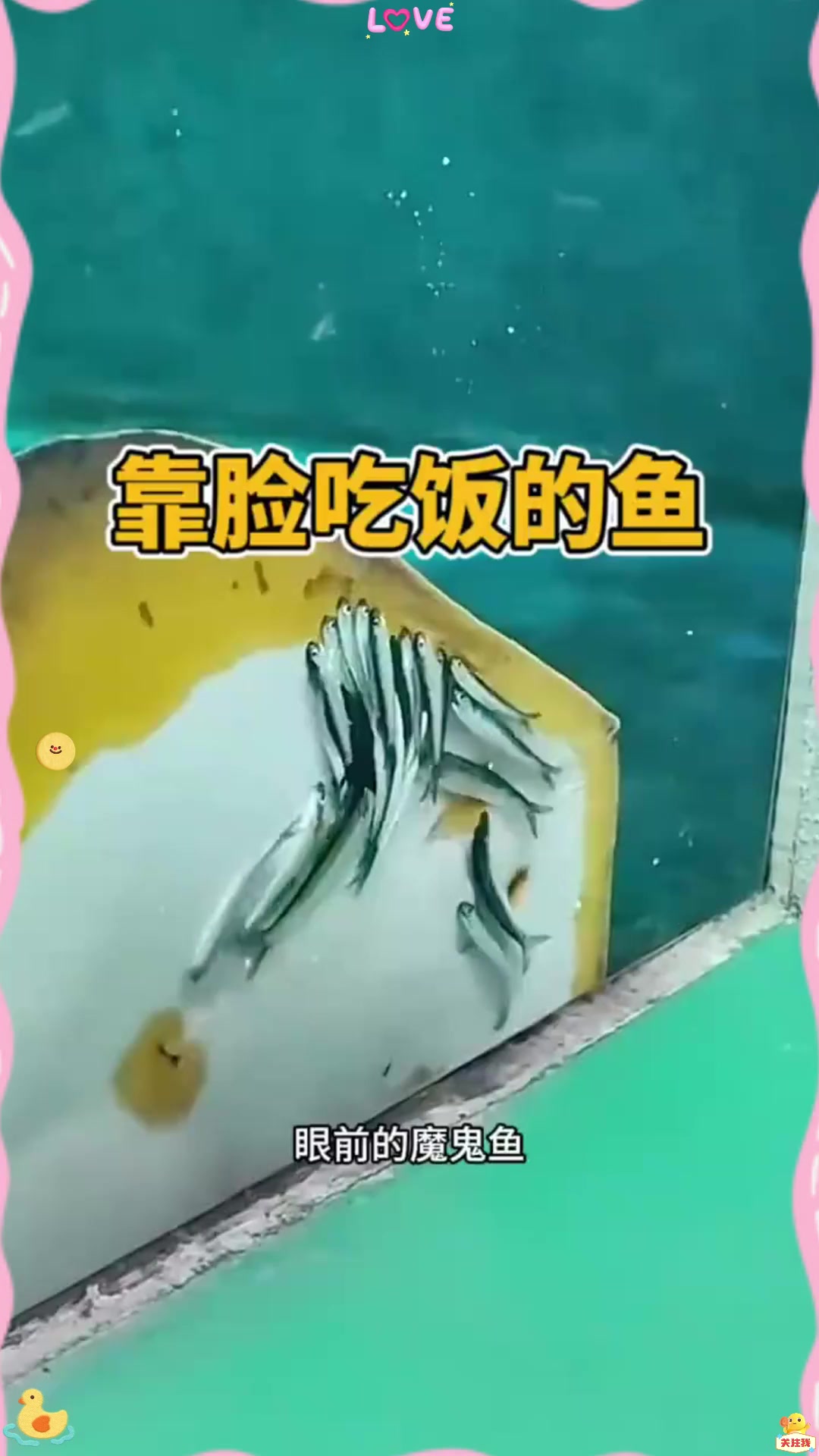 靠脸吃饭的鱼,看它吃的真香