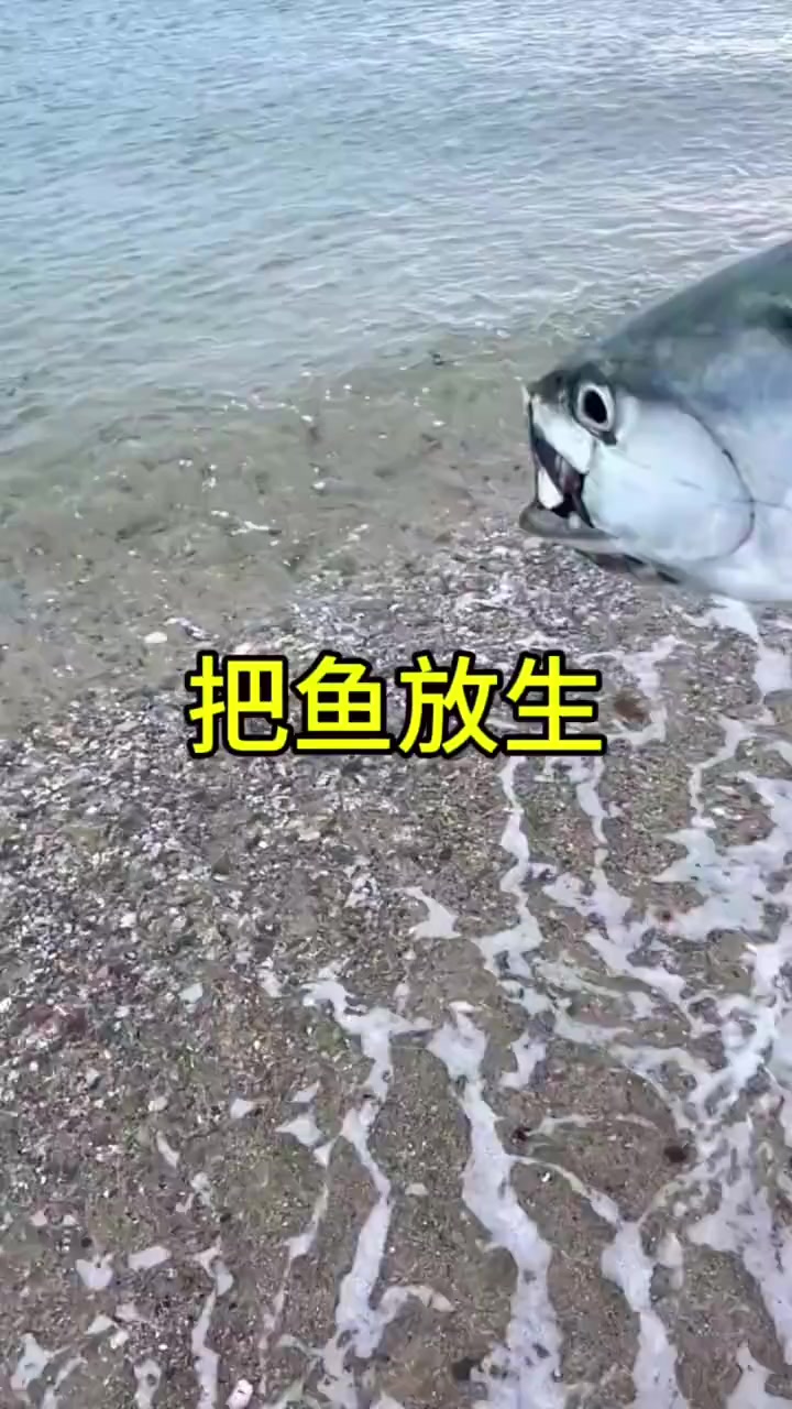 海浪声这么大，鱼儿是怎么发现这条大鱼的