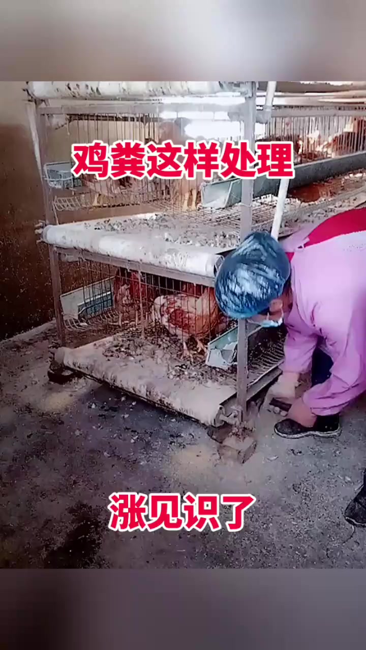 鸡粪这样处理，涨见识了！