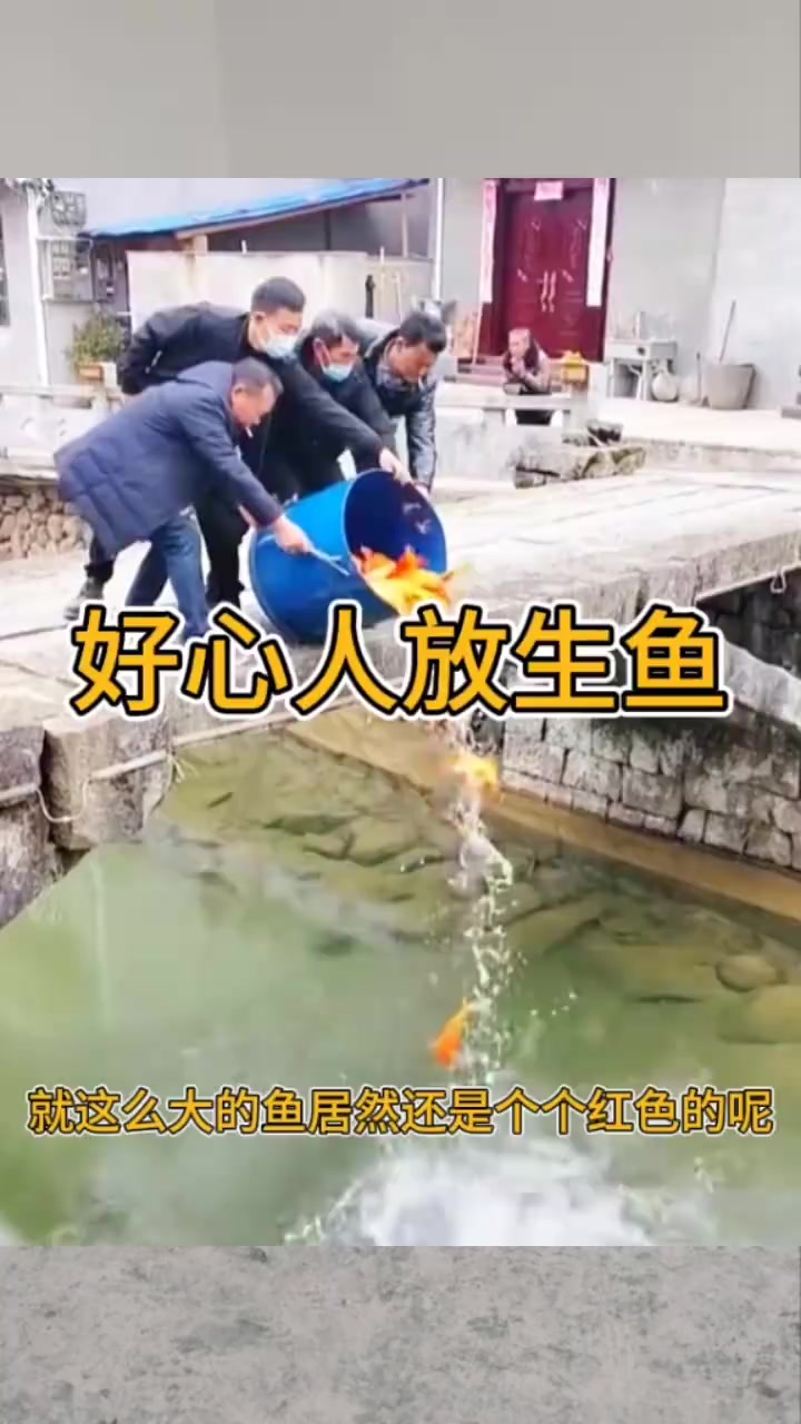 好心人放生鱼，倒出来的都是红鲤鱼