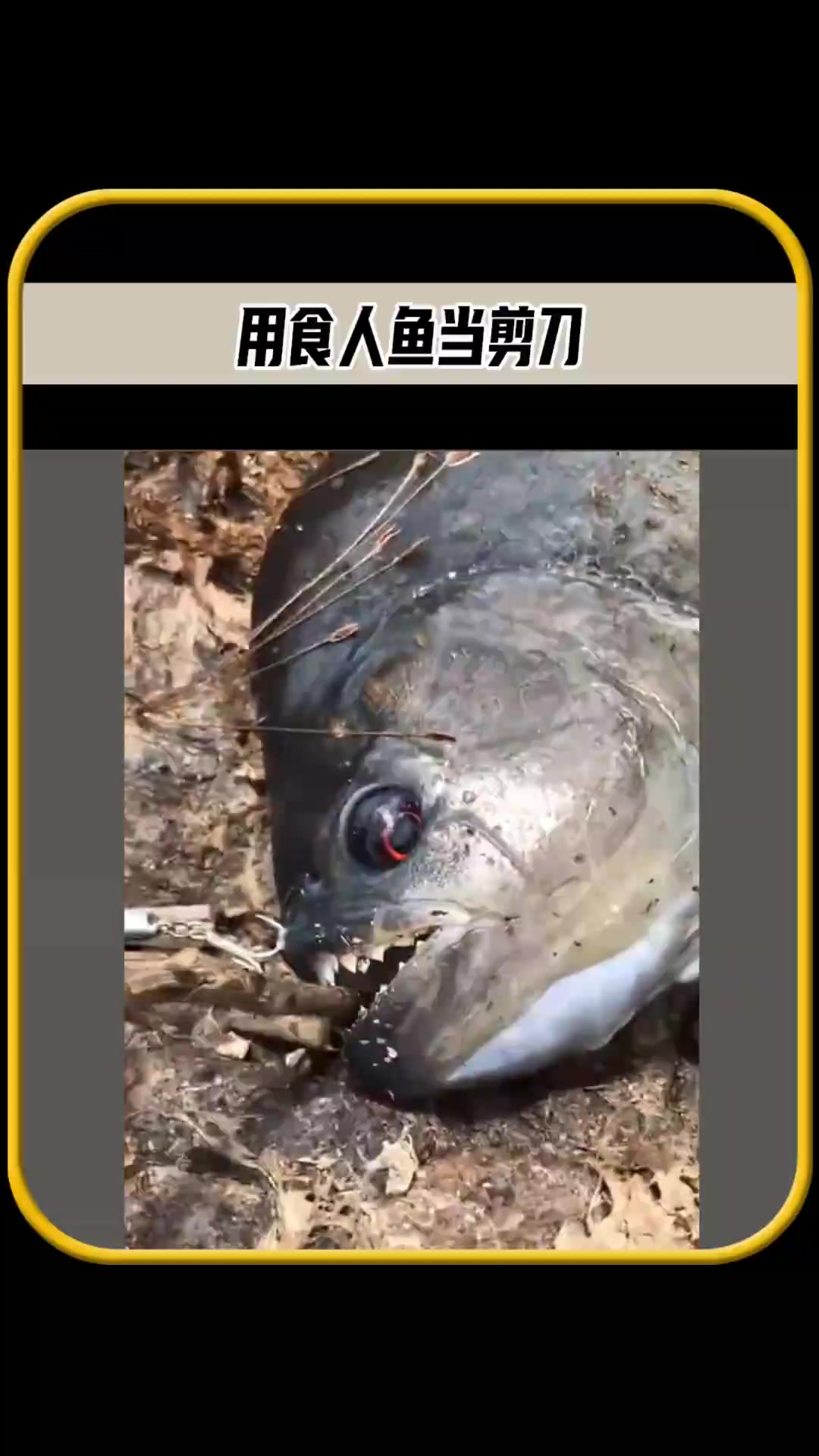 外国小哥竟然用食人鱼当剪刀，并做成美食吃掉，这能好吃吗
