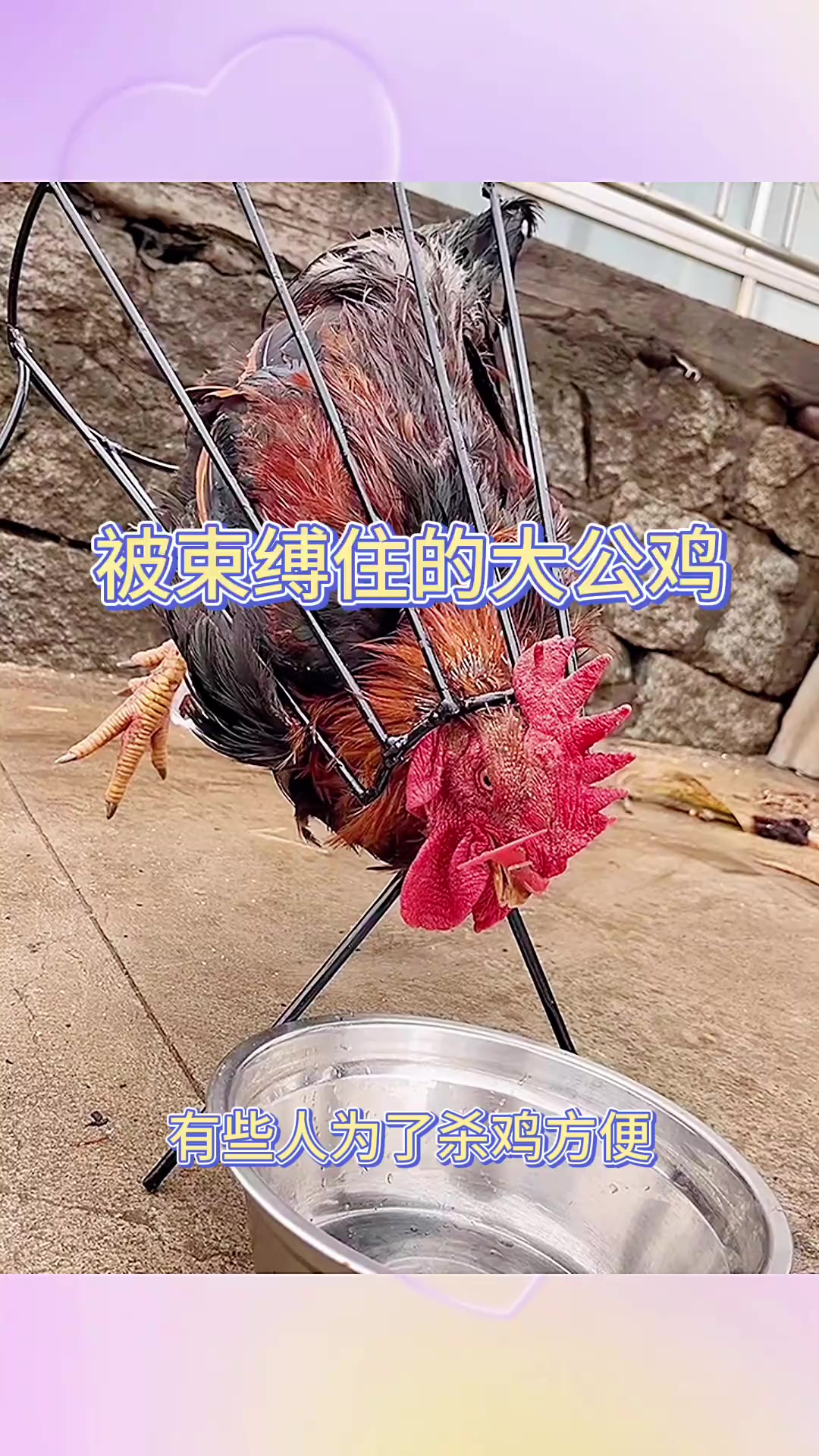 被束缚的大公鸡，居然没有了反抗的能力