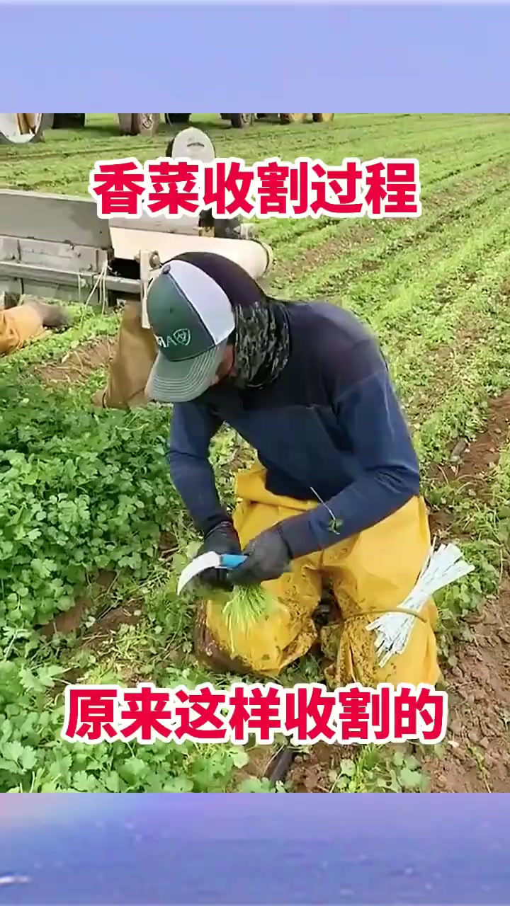 香菜收割过程,原来这样收割的!
