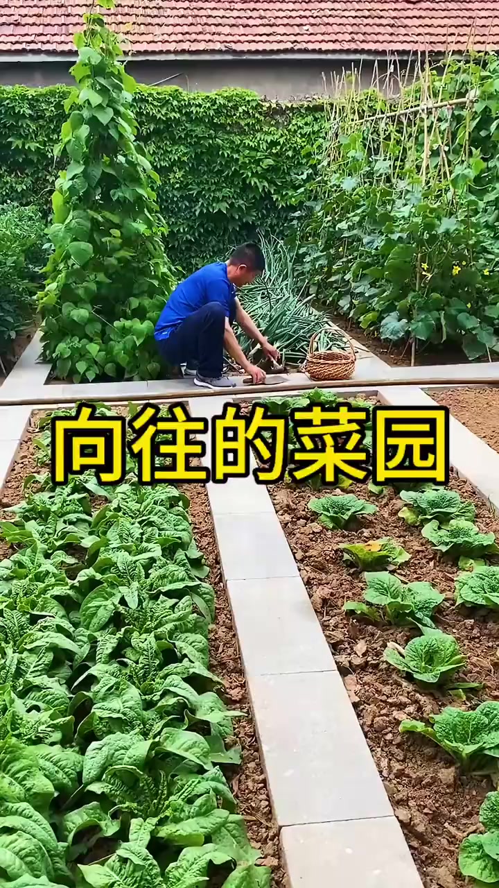 这位大哥居然在自家院子里开辟出一片菜园