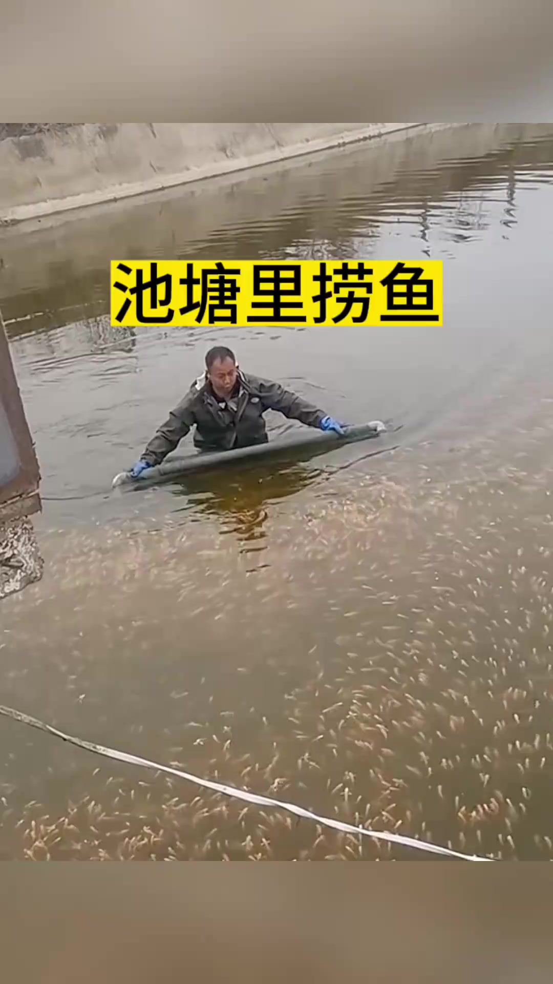 池塘里捞鱼，直接大爆网