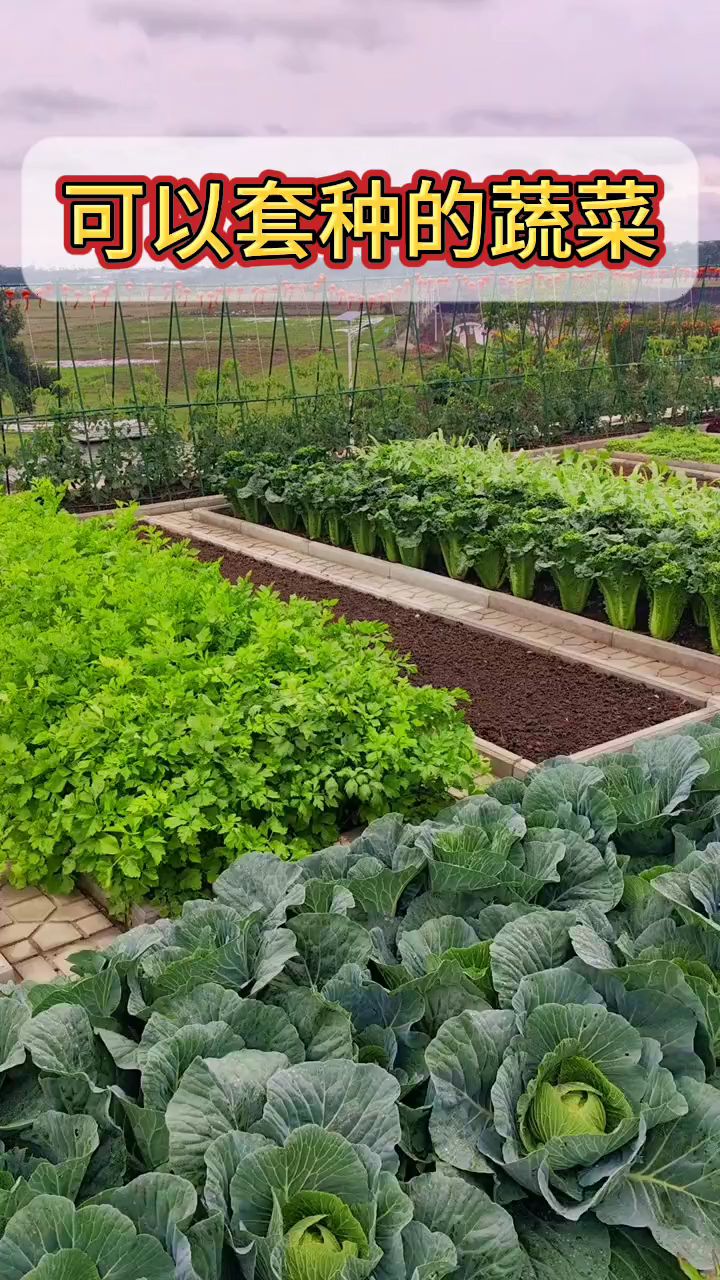 可以套种的蔬菜,