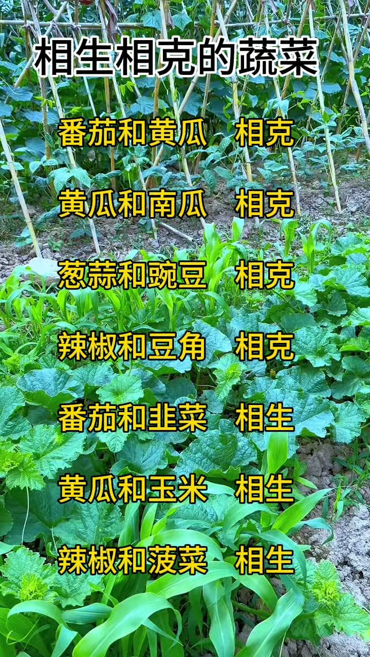 相生相克的蔬菜。