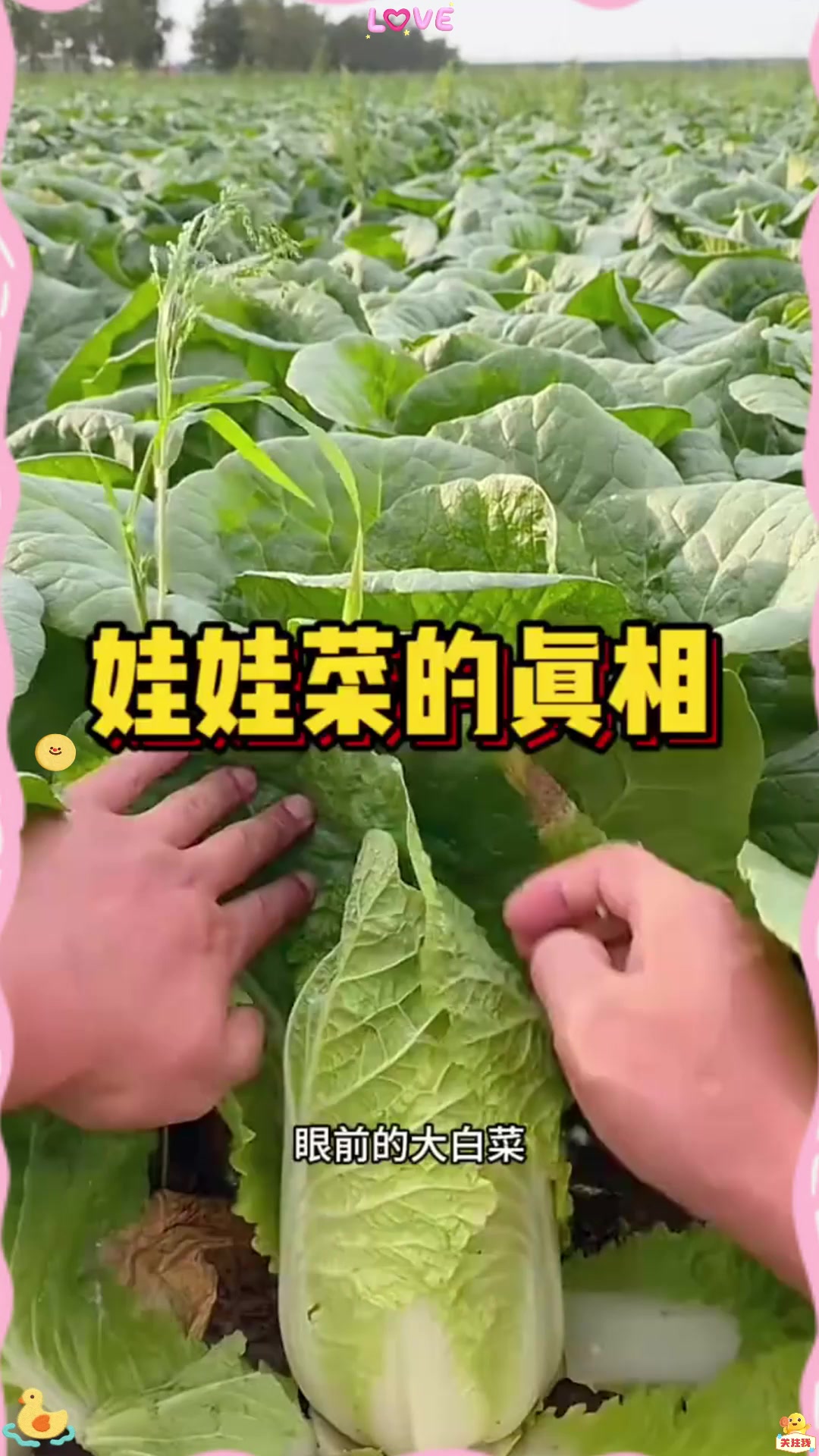 娃娃菜的真相，太浪费了