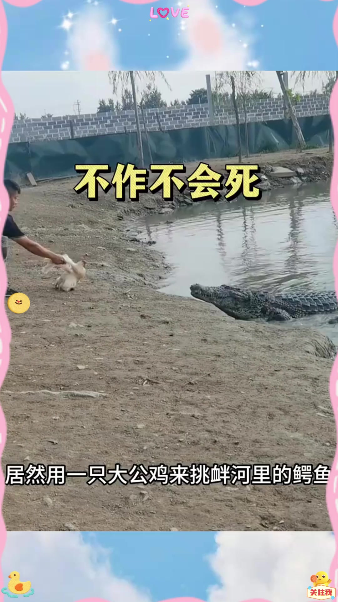 男子不作不会死，居然利用大公鸡引诱鳄鱼