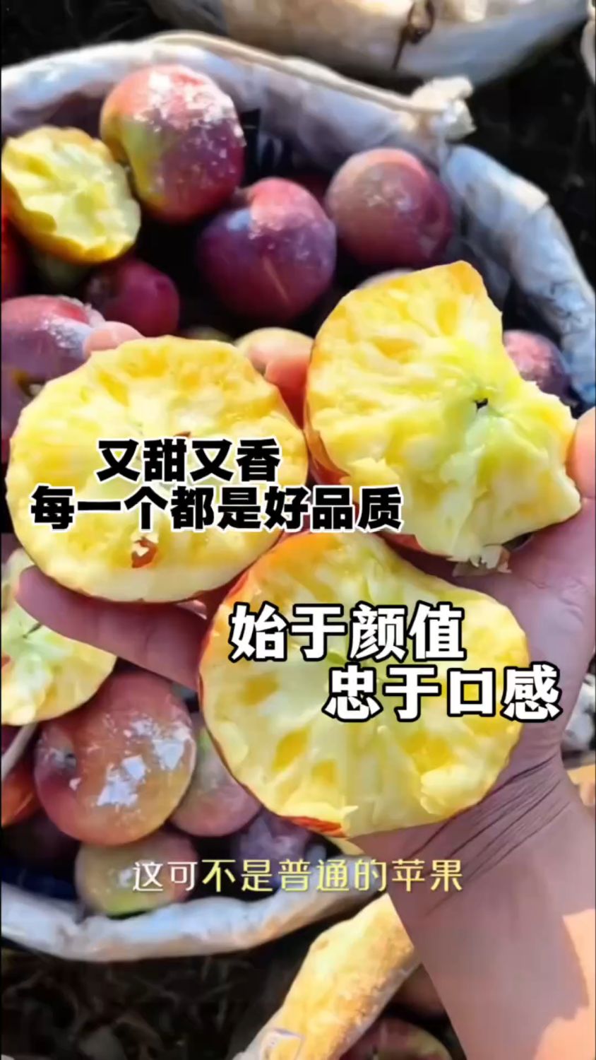 苹果口感的天花板 阿克苏