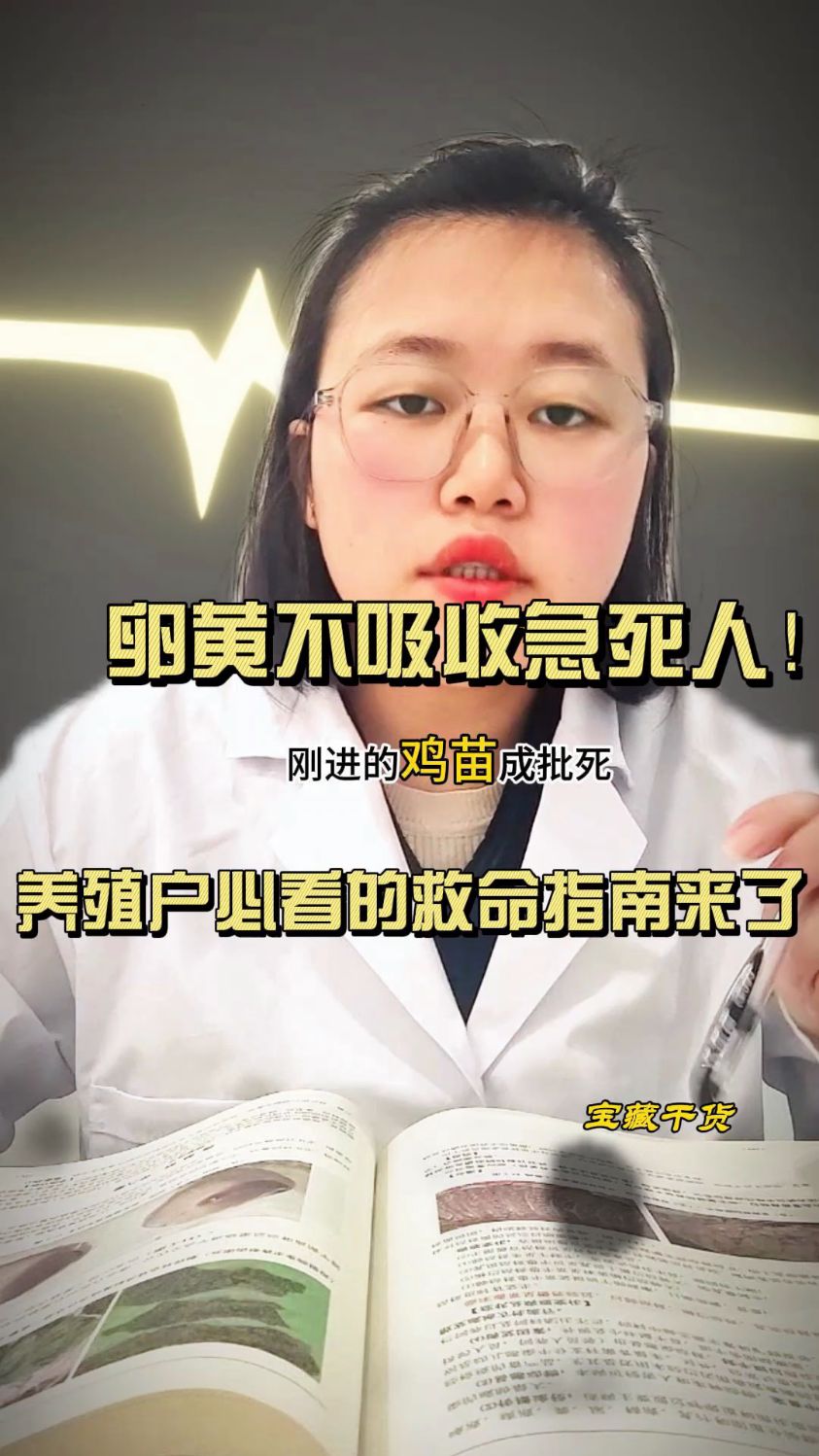 刚进的鸡苗成批死?卵黄不吸收急死人!养殖户必看的救命指南来了
