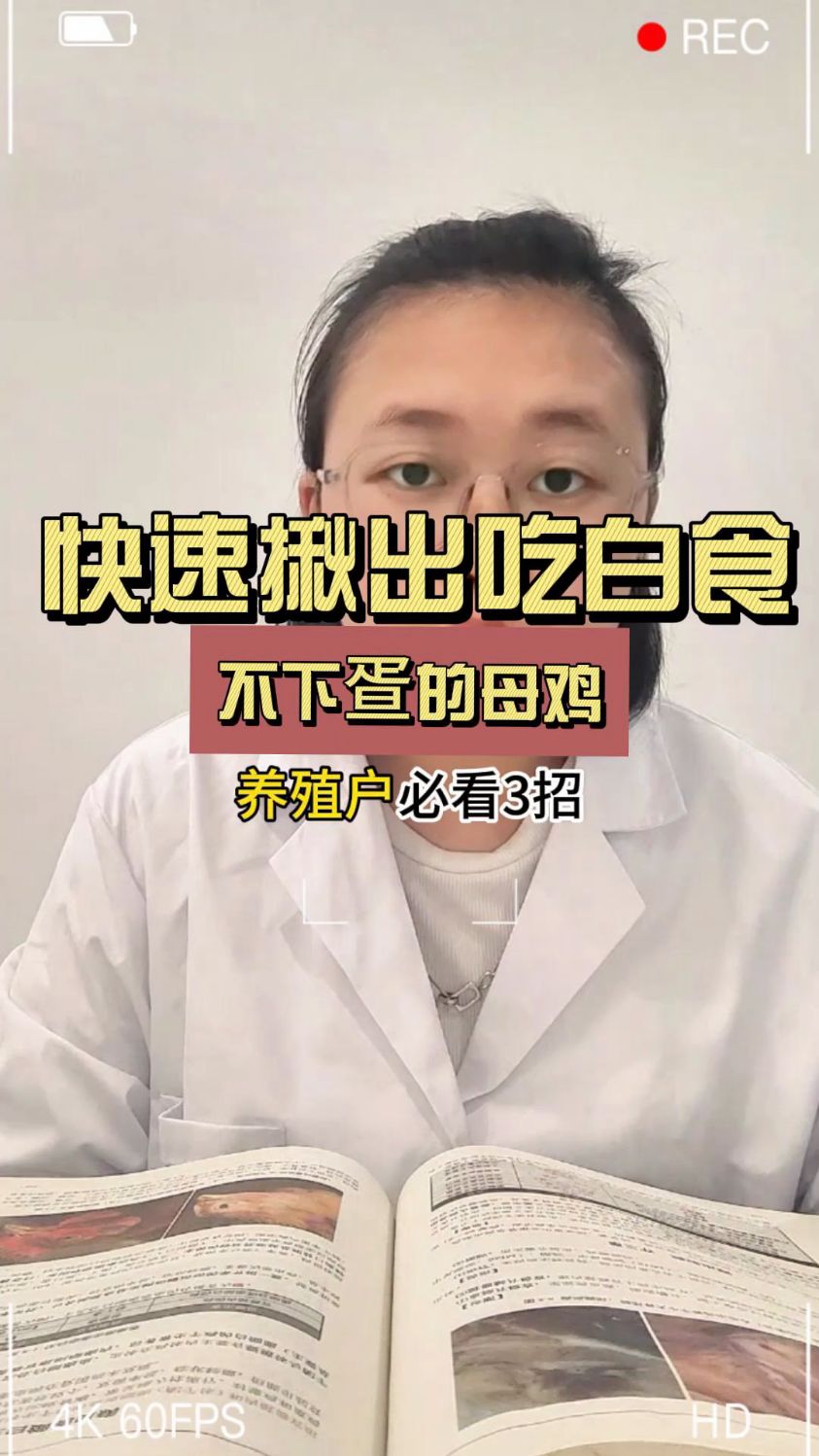 产蛋鸡的饲养管理技巧,不下蛋的鸡有哪些特点?手把手教你挑鸡