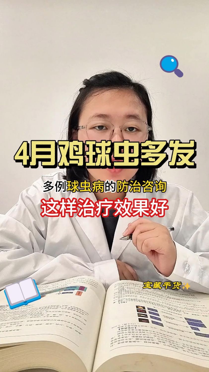 4月雨季雨水增多,鸡球虫多发,鸡拉鲜红色凝血块粪便和橙红色粪便