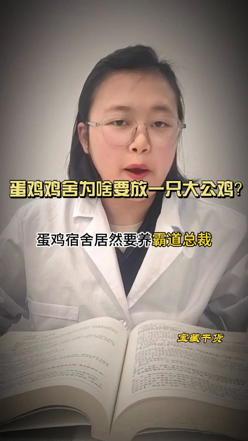 蛋鸡鸡舍放一只公鸡的好处,产蛋鸡的饲养管理技巧