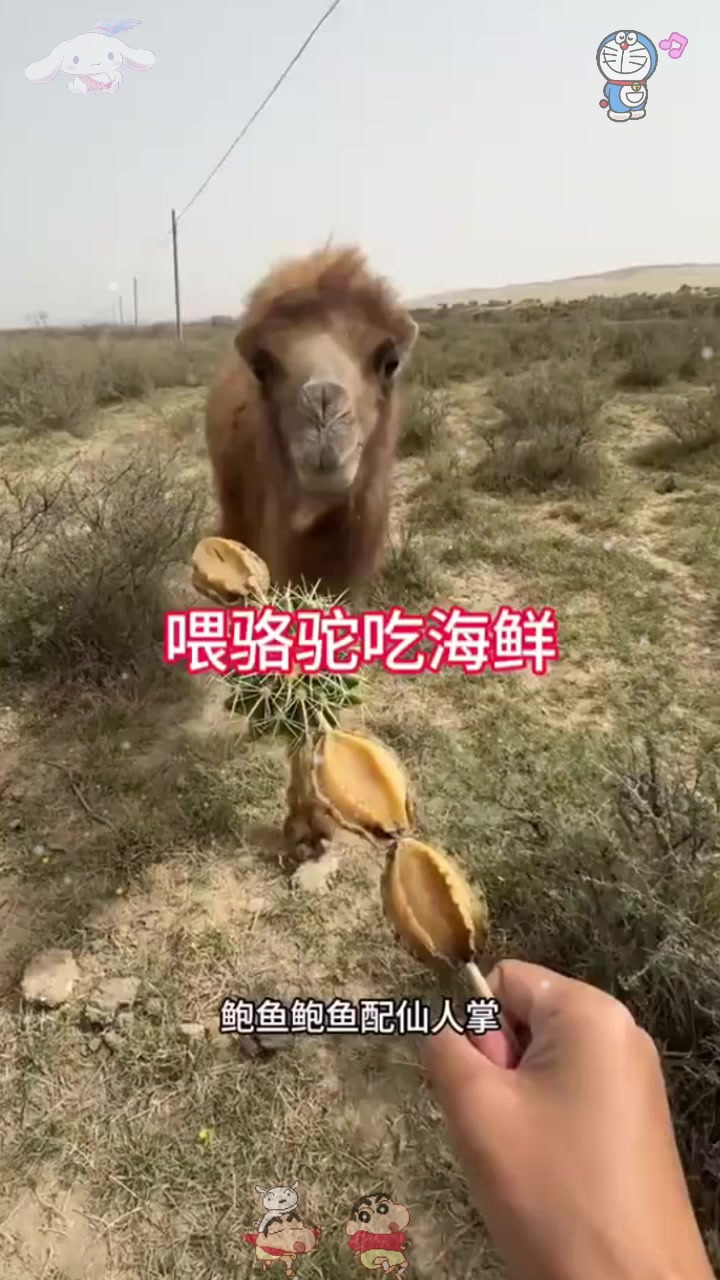  喂骆驼吃海鲜鲍鱼