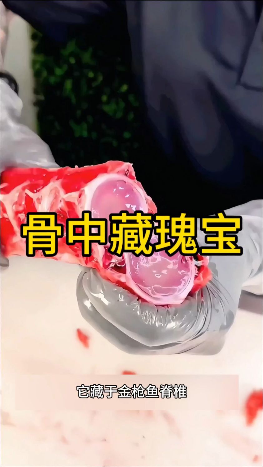 金枪鱼骨髓,大家有没有吃过呢?