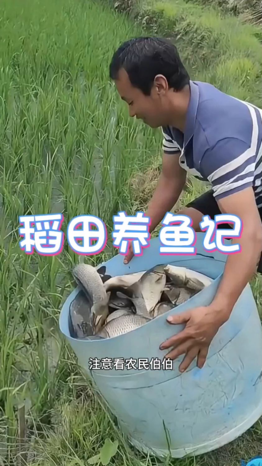 稻田养鱼,大家伙见过吗