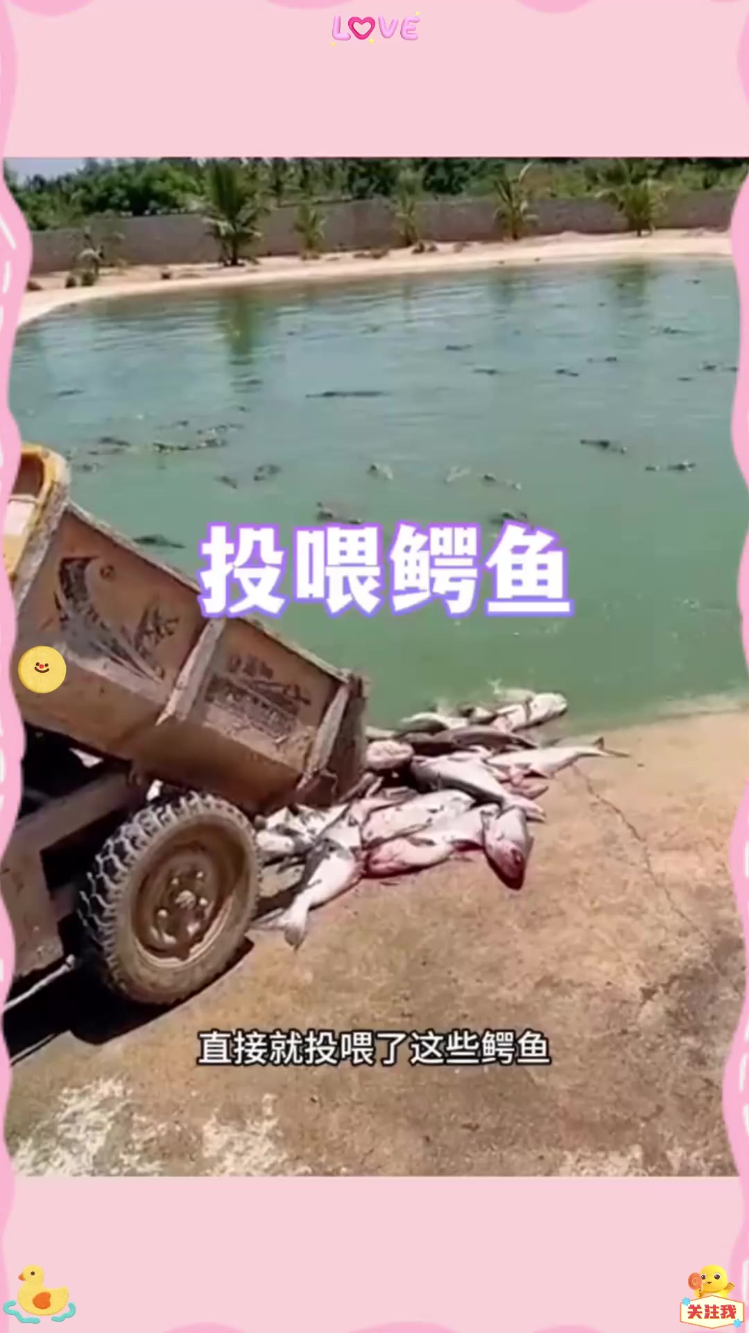 投喂鳄鱼，居然让鳄鱼吃鱼