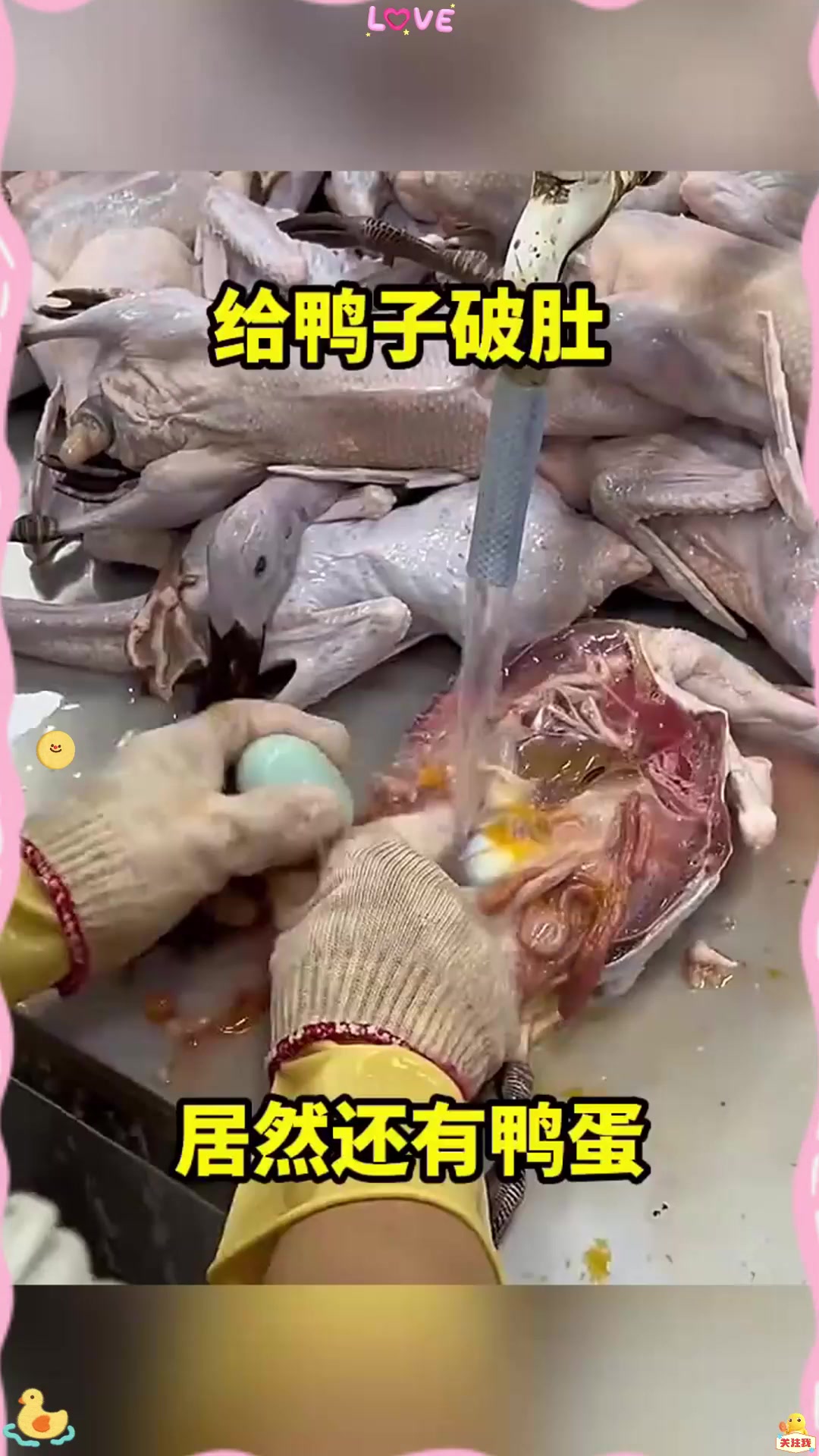 给鸭子破肚，居然还有鸭蛋！