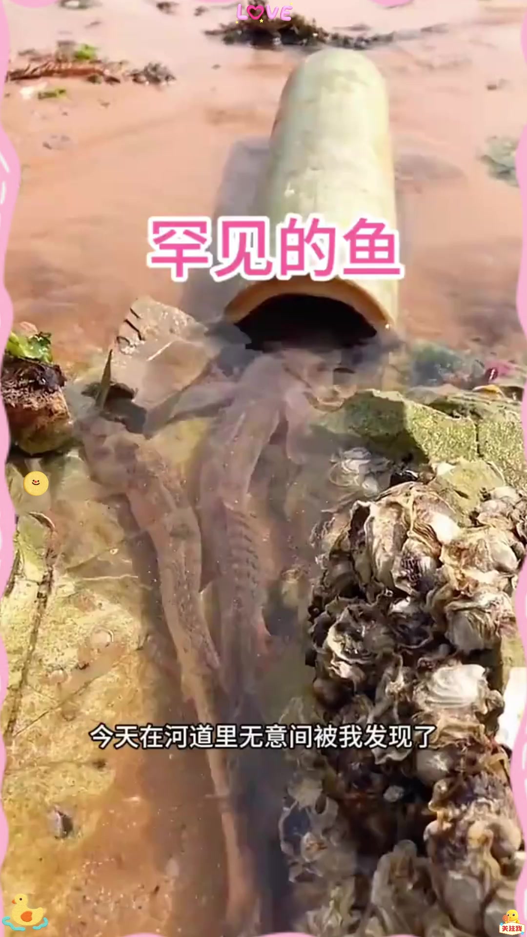 罕见的鱼,居然是龙尾鱼