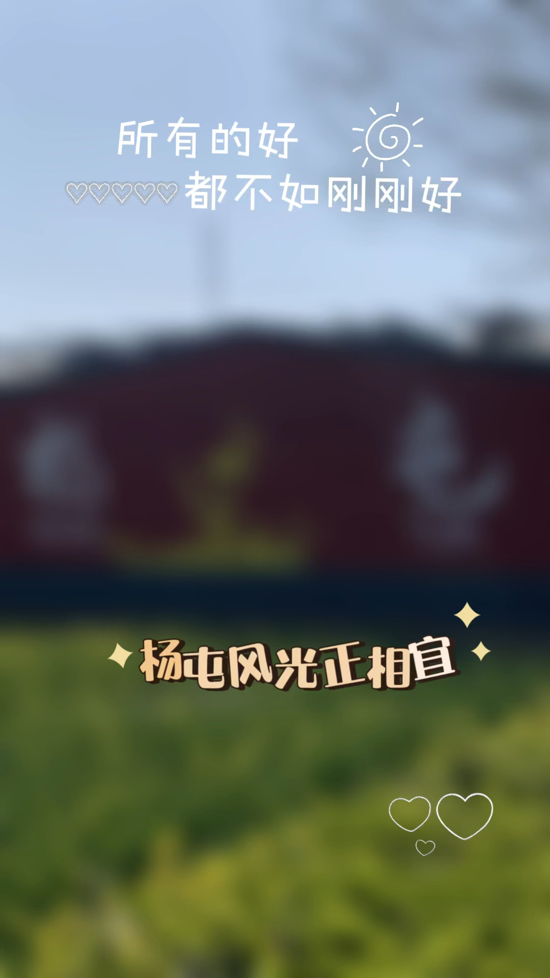 安平第九届油菜花节