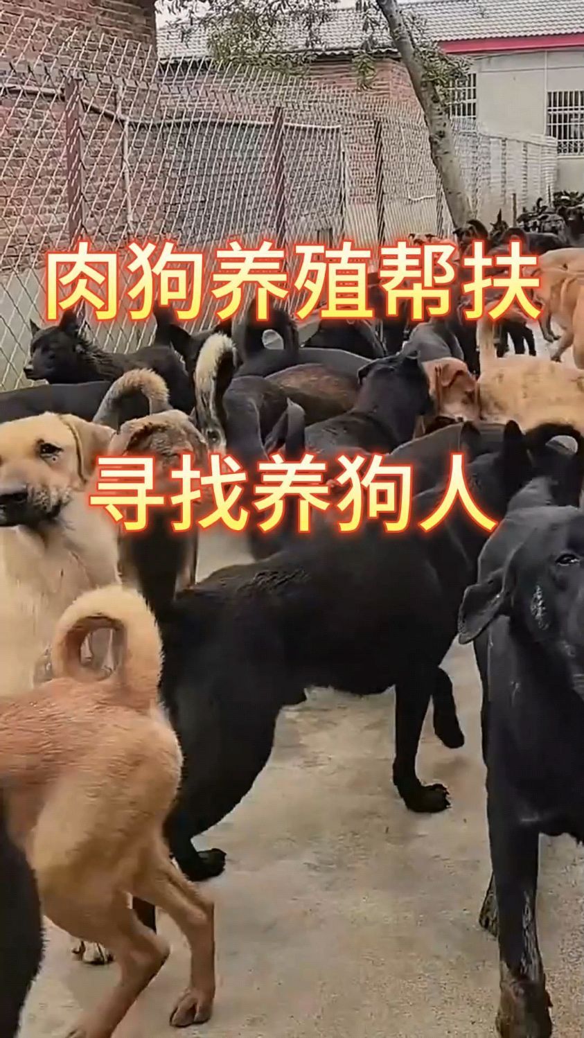 肉狗养殖合作,肉狗苗看这里