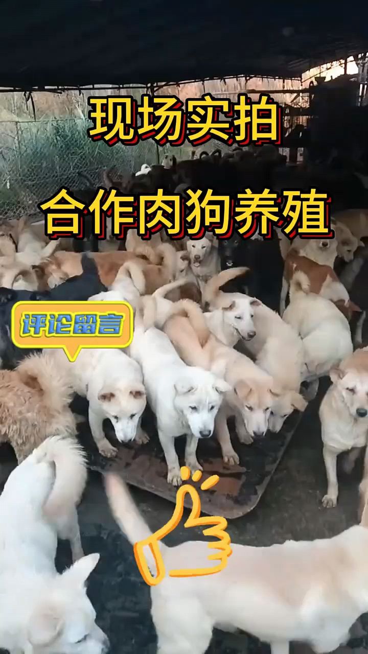 合作肉狗养殖现场实拍,肉狗苗,肉狗养殖合作
