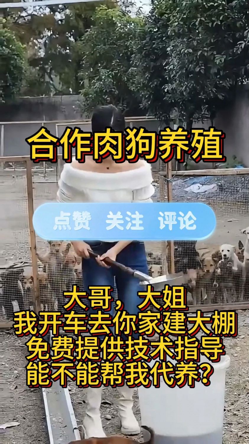 肉狗苗,肉狗养殖基地,合伙养殖肉狗