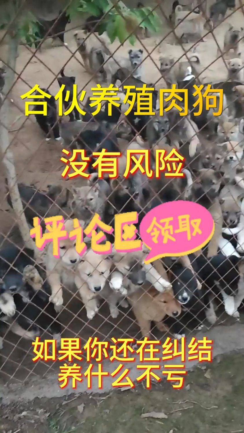 肉狗苗,合伙养殖肉狗,农村创业好项目,无风险养殖项目